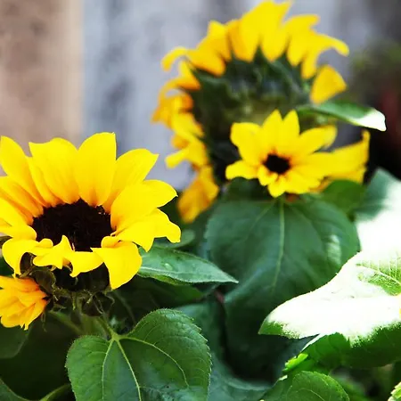 Casa Girasole Apartment